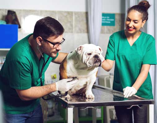 Veterinary Assistant